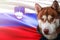 Patriotic dog proudly in front of Slovenia state flag. Portrait siberian husky in sweatshirt in the rays of bright sun.