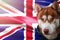 Patriotic dog proudly in front United Kingdom state flag. Portrait siberian husky in sweatshirt in the rays of bright sun.