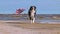 Patriotic dog running along the beach while carrying the American flag