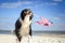 Patriotic dog running along the beach carrying the American flag