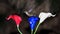 A Patriotic Hummingbird Flies Over a Red, White and Blue Calla-Lily During the Late Summer in Oklahoma