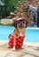 Patriotic Puggle at the Pool