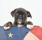 Patriotic Puppy