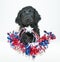 Patriotic Puppy