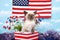 Patriotic siamese kitten