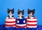 Patriotic tuxedo kittens on blue background