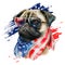 Patriotic USA Flag Pug wearing sunglasses and bandana