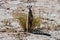 Patrolling female meerkat