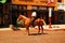 Patrolling the Ft Worth Stock Yards