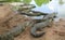 Pattaya Crocodile Farm nobody, day, group, large, brown, croc, close-up, daylight