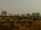 Pattaya meadow grass heather mead pampas