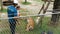 PATTAYA, THAILAND - DECEMBER 29, 2017: Tiger Zoo. Tigers walk behind a fence. Tourists and zoo workers walk with a tiger