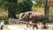 PATTAYA, THAILAND - DECEMBER 30, 2017: People are fed from hands of Indian elephants