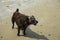 Patterdale terrier on the beach