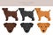 Patterdale terrier broken haired clipart. All coat colors set. All dog breeds characteristics infographic