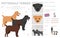 Patterdale terrier clipart. All coat colors set.  All dog breeds characteristics infographic