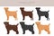 Patterdale terrier clipart. All coat colors set.  All dog breeds characteristics infographic