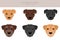 Patterdale terrier clipart. All coat colors set.  All dog breeds characteristics infographic