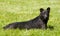 Patterdale Terrier laying in the grass