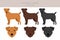 Patterdale terrier smooth coated clipart. All coat colors set. All dog breeds characteristics infographic