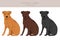 Patterdale terrier smooth coated clipart. All coat colors set. All dog breeds characteristics infographic