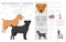 Patterdale terrier smooth coated clipart. All coat colors set. All dog breeds characteristics infographic