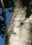 Pattern in bark on trunk silver birch tree