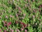 Pattern of beautiful small pink flower Angelonia goyazensis