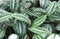 Pattern of Calathea picturata for background