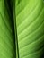 Pattern of Canna Lily Leaf