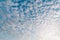 Pattern of cirrocumulus cloud on sunset blue sky