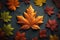 Pattern of colorful maple leaves on a black background. Top view photo idea of a group of natural leaf.