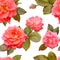Pattern of coral roses on a white background. Photo-realistic floral seamless pattern.