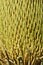 Pattern of cycas flower