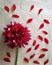 Pattern of the dahlia petals. Dahlia petals. Dark red color of dahlia petals. Petals form a pattern. Flower Dahlia. A photo.