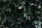 Pattern of dark green pulpy leaves of Cherry laurel Prunus laurocerasus