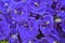 Pattern details of blue petals of beautiful butterfly pea flowers