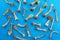 Pattern of dried psilocybin mushrooms on bright blue background.