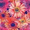 Pattern element of colorful gerbera flowers