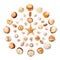 Pattern of exotic seashells in the shape of a circle. Isolated o