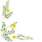 Pattern of flowers. Twigs with green leaves and yellow chamomile isolated on white background. Place for your text