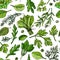 Pattern food color herbs. Spices. Italian herb drawn black lines on a white background. Vector illustration. Basil