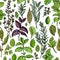 Pattern food color herbs. Spices. Italian herb drawn black lines on a white background. Vector illustration. Basil