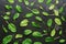 Pattern of fresh leaves of spinach on a black stone background. Top view, flat lay