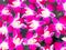 Pattern of fresh orchids background