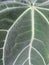 Pattern of green leaf bone