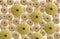 Pattern of green and pink Sea urchins shells on Set Sail Champagne background