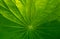 Pattern of green vain line Lotus leaf for natural background