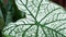 Pattern of green and white caladium bicolor.