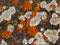 Pattern of grey and orange organic structure on wood. Hypogymnia physodes and Xanthoria parietina common orange lichen